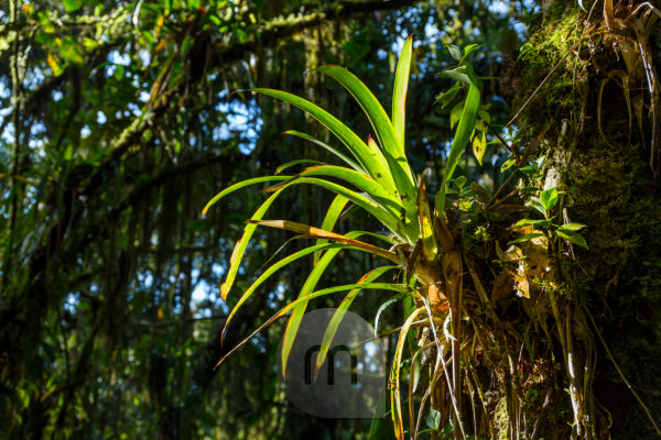 Bromeliads (Bromeliaceae) in flower in rainforest, Salto Morato