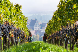 Deutschland, Baden-Württemberg, Besigheim, Weinlese Deutschland, Baden-Württemberg, Besigheim, Weinlese