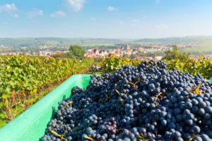 Deutschland, Baden-Württemberg, Besigheim, Weinlese Deutschland, Baden-Württemberg, Besigheim, Weinlese