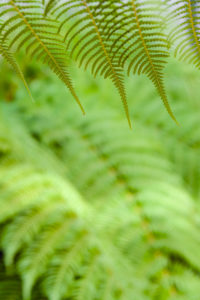 Fern, green, detail, leaf Fern, green, detail, leaf