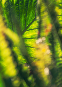 Plant, colocasia, detail, blur Plant, colocasia, detail, blur