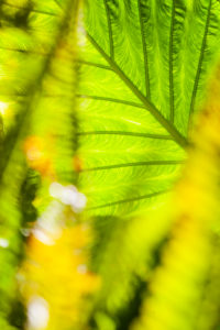 Plants, colocasia, green, leaf, structure Plants, colocasia, green, leaf, structure