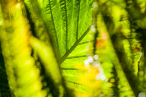 Pflanze, Blatt, Colocasia, Taro Pflanze, Blatt, Colocasia, Taro
