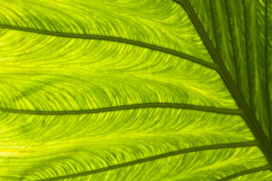 Colocasia, leaf underside, leaf veins, structure Colocasia, leaf underside, leaf veins, structure
