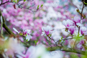 Baum, Magnolie, Blüte, Baum, Magnolie, Blüte,