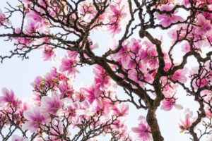 Baum, Magnolie, Blüte Baum, Magnolie, Blüte