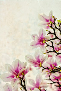 Magnolie, Blüte, blühen Magnolie, Blüte, blühen