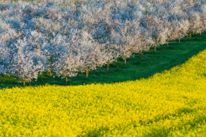 Landschaft, Blüte, Raps, Obstbäume Landschaft, Blüte, Raps, Obstbäume