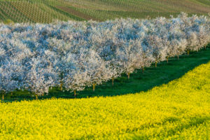 Landschaft, Blüte, Landwirtschaft, Landschaft, Blüte, Landwirtschaft,