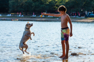 Junge, Kind, Hund, Meer, spielen, springen Junge, Kind, Hund, Meer, spielen, springen