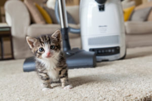 Katze, jung, Staubsauger, Teppich Katze, jung, Staubsauger, Teppich