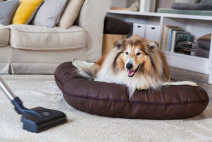 Hund, Collie, Wohnung, Staubsauger, staubsaugen, liegen, Platz, Hund, Collie, Wohnung, Staubsauger, staubsaugen, liegen, Platz,