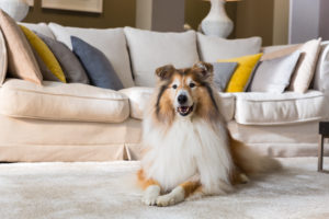 Hund, liegen, Teppich, Wohnzimmer, Collie, Hund, liegen, Teppich, Wohnzimmer, Collie,