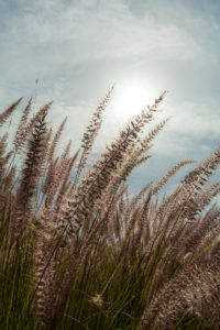 Poaceae, Panicoideae, Cenchrus, Pennisetum setaceum, cenchrus setacceus, sweet grasses, grass, African pennon cleaner grass Poaceae, Panicoideae, Cenchrus, Pennisetum setaceum, cenchrus setacceus, sweet grasses, grass, African pennon cleaner grass