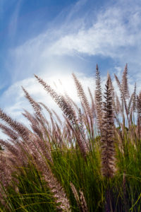 Poaceae, Panicoideae, Cenchrus, Pennisetum setaceum, cenchrus setacceus, sweet grasses, grass, African pennon cleaner grass Poaceae, Panicoideae, Cenchrus, Pennisetum setaceum, cenchrus setacceus, sweet grasses, grass, African pennon cleaner grass