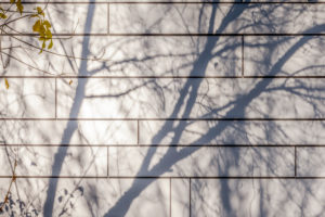Schattenspiel an einer Wand im Herbst, Baum, Schatten, Gebäude Schattenspiel an einer Wand im Herbst, Baum, Schatten, Gebäude