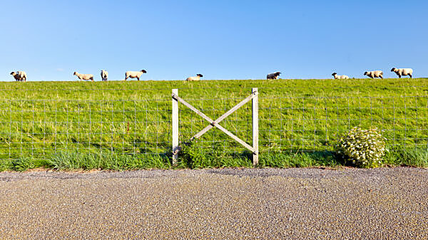 Sheep, Dike, Norddeich, Summer, Structure, North, North Sea, Wadden Sea, East Frisia, Lower Saxony, Germany,