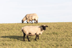 Sheep, dike, north dike, north, North Sea, Wadden Sea, East Frisia, Lower Saxony, Germany,