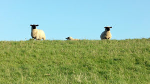 Sheep, Dike, Norddeich, Summer, Structure, North, North Sea, Wadden Sea, East Frisia, Lower Saxony, Germany, Sheep, Dike, Norddeich, Summer, Structure, North, North Sea, Wadden Sea, East Frisia, Lower Saxony, Germany,