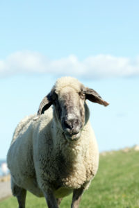 Sheep, Dike, Norddeich, Summer, Structure, North, North Sea, Wadden Sea, East Frisia, Lower Saxony, Germany, Sheep, Dike, Norddeich, Summer, Structure, North, North Sea, Wadden Sea, East Frisia, Lower Saxony, Germany,