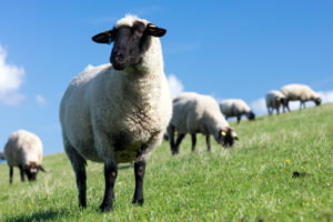 Sheep, Dike, Norddeich, Summer, Structure, North, North Sea, Wadden Sea, East Frisia, Lower Saxony, Germany,