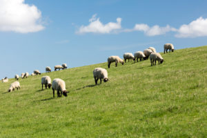 Schafe, Deich, Norddeich, Sommer, Struktur, Norden, Nordsee, Wattenmeer, Ostfriesland, Niedersachsen, Deutschland, Schafe, Deich, Norddeich, Sommer, Struktur, Norden, Nordsee, Wattenmeer, Ostfriesland, Niedersachsen, Deutschland,