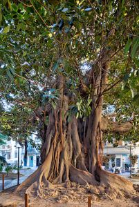 Bildagentur | mauritius images | Stamm von einem uralten Gummibaum, Cadiz