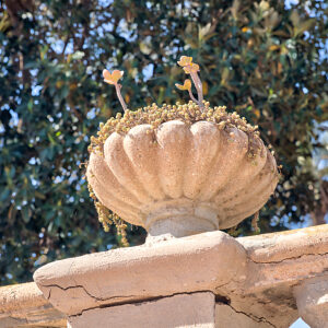 Succulent, green plant, plant, botany, tour, Santiago de Ribera, Mar Menor, autonomous region of Murcia, Spain,