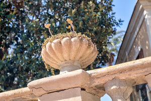 Succulent, green plant, plant, botany, house facade, city tour, Santiago de Ribera, Mar Menor, autonomous region of Murcia, Spain,
