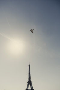 Palais de Chaillot with Eiffel Tower and flying bird in the back light Palais de Chaillot with Eiffel Tower and flying bird in the back light