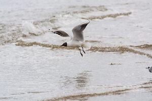 Germany, Mecklenburg-Western Pomerania, Usedom Island, Baltic Sea, Seagulls on the beach Germany, Mecklenburg-Western Pomerania, Usedom Island, Baltic Sea, Seagulls on the beach