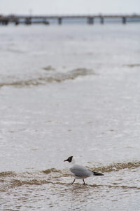 Germany, Mecklenburg-Western Pomerania, Usedom Island, Baltic Sea, Seagulls on the beach Germany, Mecklenburg-Western Pomerania, Usedom Island, Baltic Sea, Seagulls on the beach