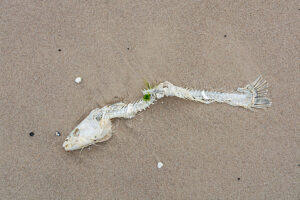 Germany, Mecklenburg-Western Pomerania, Usedom Island, dead fish on the beach Germany, Mecklenburg-Western Pomerania, Usedom Island, dead fish on the beach
