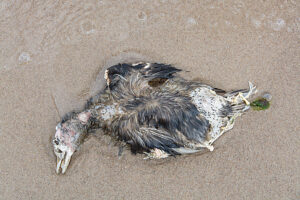 Germany, Mecklenburg-Western Pomerania, Usedom Island, dead bird on the beach Germany, Mecklenburg-Western Pomerania, Usedom Island, dead bird on the beach
