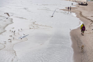 Germany, Mecklenburg-Western Pomerania, Usedom Island, Seagulls and tourists on the beach Germany, Mecklenburg-Western Pomerania, Usedom Island, Seagulls and tourists on the beach