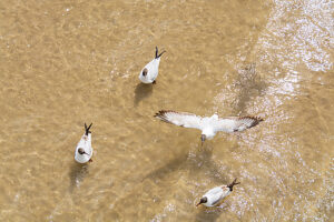 Germany, Mecklenburg-Western Pomerania, Usedom Island, Baltic Sea, Seagulls in shallow water Germany, Mecklenburg-Western Pomerania, Usedom Island, Baltic Sea, Seagulls in shallow water