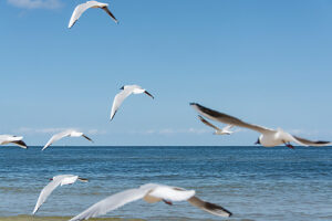 Germany, Mecklenburg-Western Pomerania, Usedom Island Germany, Mecklenburg-Western Pomerania, Usedom Island