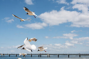 Germany, Mecklenburg-Western Pomerania, Usedom Island, Baltic Sea, Seagulls in flight Germany, Mecklenburg-Western Pomerania, Usedom Island, Baltic Sea, Seagulls in flight