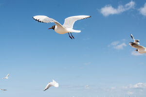 Germany, Mecklenburg-Western Pomerania, Usedom Island, Baltic Sea, Seagulls in flight Germany, Mecklenburg-Western Pomerania, Usedom Island, Baltic Sea, Seagulls in flight