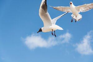 Germany, Mecklenburg-Western Pomerania, Usedom Island, Baltic Sea, Seagulls in flight Germany, Mecklenburg-Western Pomerania, Usedom Island, Baltic Sea, Seagulls in flight