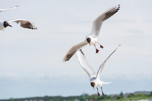 Germany, Mecklenburg-Western Pomerania, Usedom Island, Baltic Sea, Seagulls in flight Germany, Mecklenburg-Western Pomerania, Usedom Island, Baltic Sea, Seagulls in flight