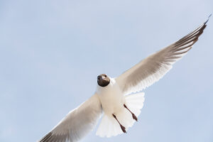 Germany, Mecklenburg-Western Pomerania, Usedom Island, Baltic Sea, Seagull in flight Germany, Mecklenburg-Western Pomerania, Usedom Island, Baltic Sea, Seagull in flight
