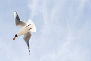 Germany, Mecklenburg-Western Pomerania, Usedom Island, Baltic Sea, Seagull in flight Germany, Mecklenburg-Western Pomerania, Usedom Island, Baltic Sea, Seagull in flight