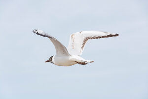 Germany, Mecklenburg-Western Pomerania, Usedom Island, Baltic Sea, Seagull in flight Germany, Mecklenburg-Western Pomerania, Usedom Island, Baltic Sea, Seagull in flight