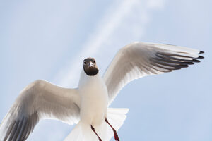 Germany, Mecklenburg-Western Pomerania, Usedom Island, Baltic Sea, Seagull in flight Germany, Mecklenburg-Western Pomerania, Usedom Island, Baltic Sea, Seagull in flight