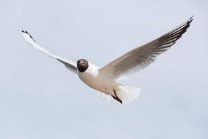 Germany, Mecklenburg-Western Pomerania, Usedom Island, Baltic Sea, Seagull in flight Germany, Mecklenburg-Western Pomerania, Usedom Island, Baltic Sea, Seagull in flight