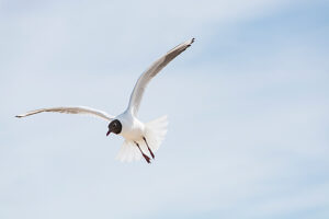 Germany, Mecklenburg-Western Pomerania, Usedom Island, Baltic Sea, Seagull in flight Germany, Mecklenburg-Western Pomerania, Usedom Island, Baltic Sea, Seagull in flight