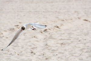 Germany, Mecklenburg-Western Pomerania, Usedom Island, Baltic Sea, Seagull in flight Germany, Mecklenburg-Western Pomerania, Usedom Island, Baltic Sea, Seagull in flight