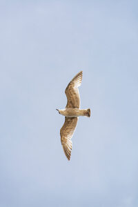 Germany, Mecklenburg-Western Pomerania, Usedom Island, Baltic Sea, Seagull in flight Germany, Mecklenburg-Western Pomerania, Usedom Island, Baltic Sea, Seagull in flight
