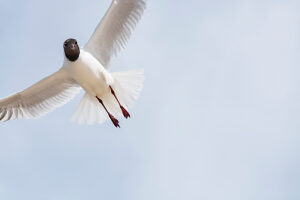 Germany, Mecklenburg-Western Pomerania, Usedom Island, Baltic Sea, Seagull in flight Germany, Mecklenburg-Western Pomerania, Usedom Island, Baltic Sea, Seagull in flight